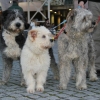 Raça canina Barbado da Terceira - Monte de Magos, 2015